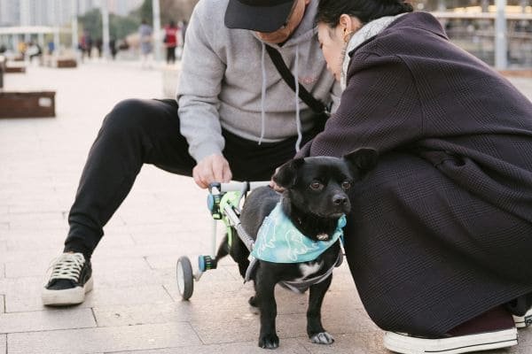 Animal Rehabilitation