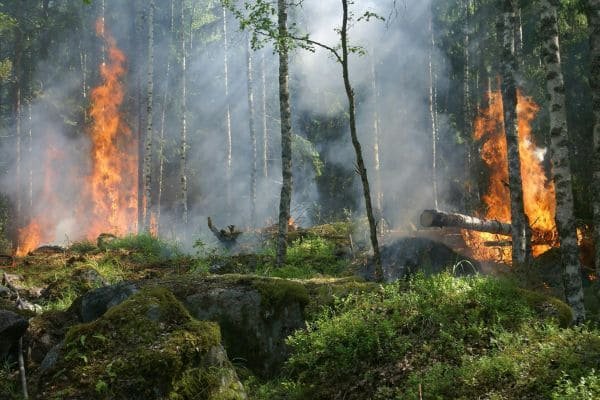 Wildfires Report